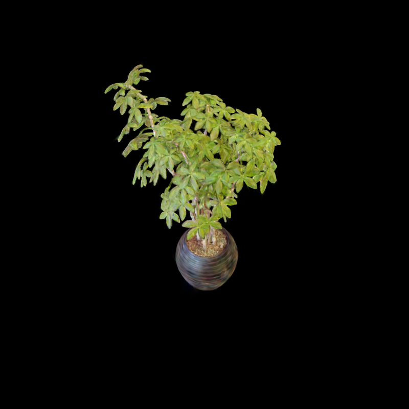 Ficus view with bit accuracy 0.5625