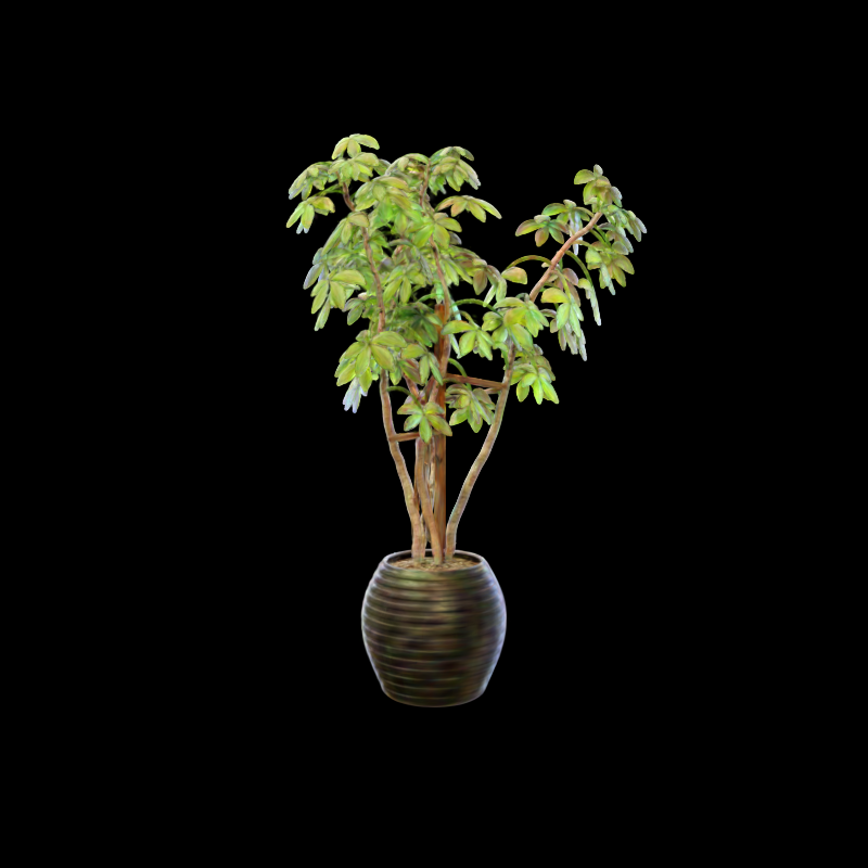 Ficus view with bit accuracy 0.46875